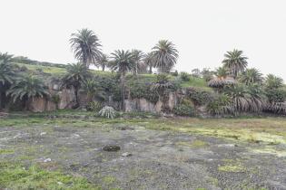 Limpieza del lago Cachón del Parque Rodó