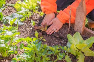 Cooperativas integrantes de la estrategia ambiental Montevideo Más Verde 