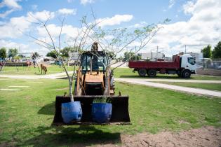 Plantación de árboles en Plaza Boix y Merino