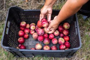 Cosecha de manzanas