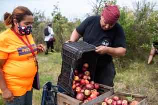 Donación de manzanas en ayuda al Plan ABC Donación de manzanas en ayuda al Plan ABC