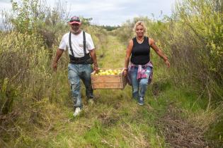 Donación de manzanas en ayuda al Plan ABC Donación de manzanas en ayuda al Plan ABC