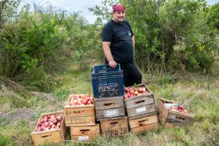 Donación de manzanas en ayuda al Plan ABC Donación de manzanas en ayuda al Plan ABC