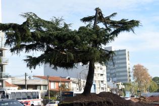 Extracción de cedro de Plaza Madame Curie