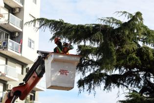 Extracción de cedro de Plaza Madame Curie Extracción de cedro de Plaza Madame Curie