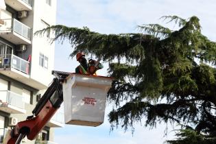 Extracción de cedro de Plaza Madame Curie