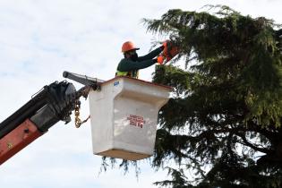 Extracción de cedro de Plaza Madame Curie