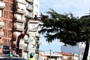 Extracción de cedro de Plaza Madame Curie