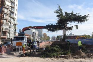 Extracción de cedro de Plaza Madame Curie