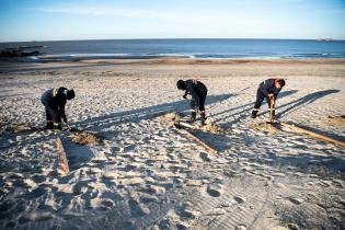 Instalación de cercas captoras en playa Santa Catalina