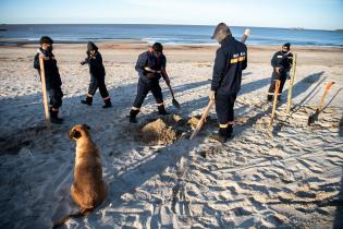 Instalación de cercas captoras en playa Santa Catalina