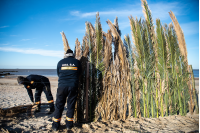 Instalación de cercas captoras en playa Santa Catalina