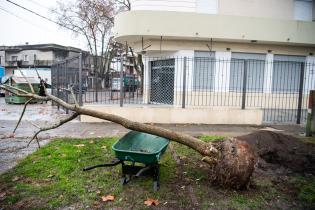 Un ceibo para Gardel en Montevideo