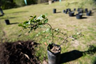 Inauguración de Plantatón en Punta Yeguas