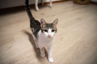 Inauguración del primer Centro de adopción permanente en Montevideo de Animales sin Hogar