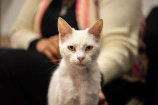 Inauguración del primer Centro de adopción permanente en Montevideo de Animales sin Hogar Inauguración del primer Centro de adopción permanente en Montevideo de Animales sin Hogar
