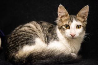 Inauguración del primer Centro de adopción permanente en Montevideo de Animales sin Hogar