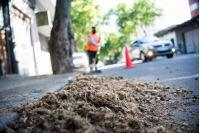 Barrido especial por pelusa de plátanos en Avenida San Martín