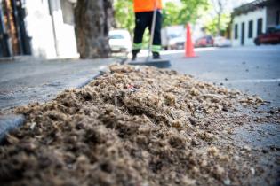 Barrido especial por pelusa de plátanos en Avenida San Martín Barrido especial por pelusa de plátanos en Avenida San Martín