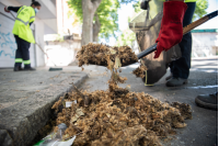 Barrido especial por pelusa de plátanos en Avenida San Martín