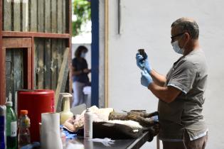 Jornada de castraciones gratuitas de perros y gatos en Piedras Blancas