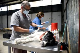 Jornada de castraciones gratuitas de perros y gatos en Piedras Blancas