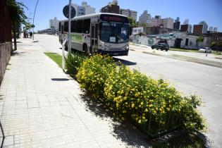 Jardines de lluvia ubicados en la Av. Dr. Luis Alberto de Herrera entre José Mazzini y República de El Salvador