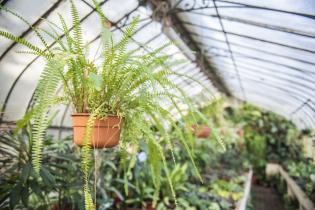 Invernáculo del Museo y Jardín Botánico 