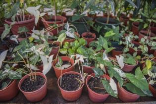 Invernáculo del Museo y Jardín Botánico 