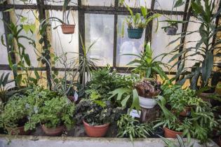 Invernáculo del Museo y Jardín Botánico Invernáculo del Museo y Jardín Botánico