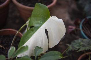 Invernáculo del Museo y Jardín Botánico Invernáculo del Museo y Jardín Botánico