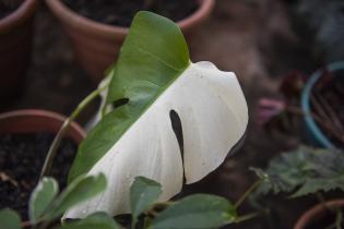 Invernáculo del Museo y Jardín Botánico 