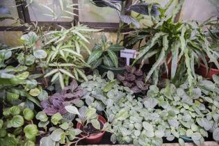 Invernáculo del Museo y Jardín Botánico Invernáculo del Museo y Jardín Botánico