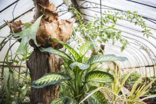 Invernáculo del Museo y Jardín Botánico 