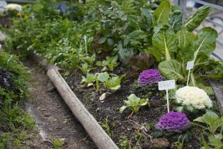 Huerta orgánica en el Parque Villa Dolores