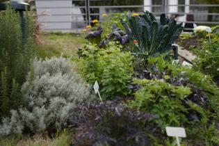 Huerta orgánica en el Parque Villa Dolores