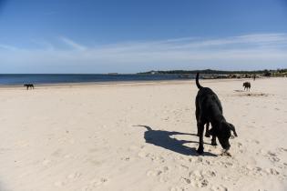 Jornada de limpieza en playa Santa Catalina en el marco del Día de la Tierra