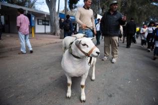 Intendenta de Montevideo Carolina Cosse recorre la Expo Prado 2022, 12 de setiembre de 2022