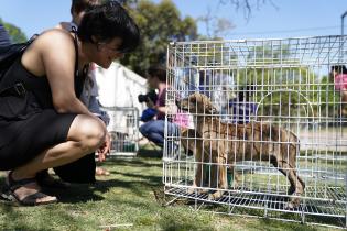 Jornada de adopción de animales de compañia