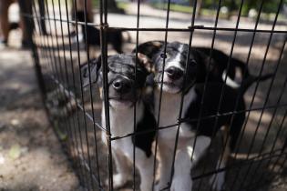 Jornada de adopción de animales de compañia