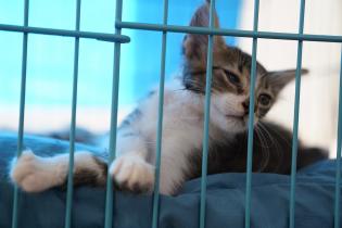 Jornada de adopción de animales de compañia Jornada de adopción de animales de compañia