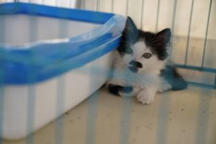 Jornada de adopción de animales de compañia Jornada de adopción de animales de compañia