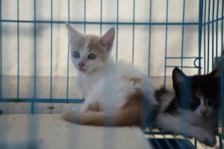Jornada de adopción de animales de compañia Jornada de adopción de animales de compañia