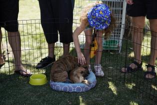 Jornada de adopción de animales de compañia