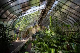 Reparación del techo del invernáculo del Jardín Botánico Prof. Atilio Lombardo