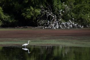 Limpieza en el lago del Parque Rivera, 06 febrero de 2023