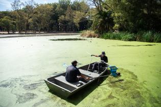 Limpieza en el lago del Parque Rivera Limpieza en el lago del Parque Rivera, 06 febrero de 2023