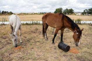 Jornada de adopción de caballos en el marco de la reconversión laboral de clasificadores, 17 de febrero de 2023