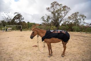 Jornada de adopción de caballos en el marco de la reconversión laboral de clasificadores, 17 de febrero de 2023