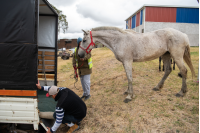 Jornada de adopción de caballos en el marco de la reconversión laboral de clasificadores, 17 de febrero de 2023